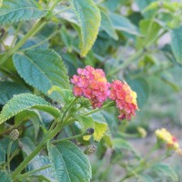 Lantana